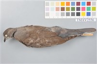 紅鳩藏品圖，第6張